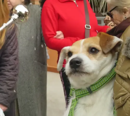 FiestasTradiciones-S.Anton-Albacete30