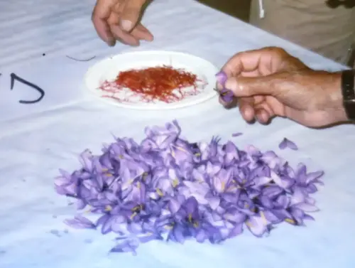 FIEST.TRAD.040-Poder-curativo-de-las-plantas-Olivo