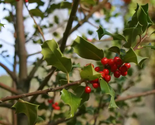 FIEST.TRAD.041-Poder-curativo-de-las-plantas-Acebo