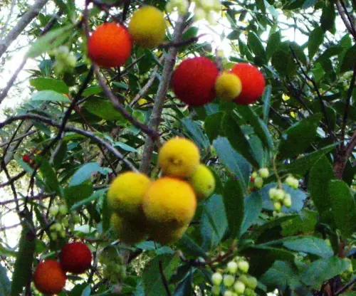 FIEST.TRAD.042-Poder-curativo-de-las-plantas-Madronos