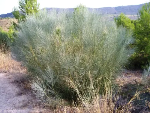 FIEST.TRAD.043-Poder-curativo-de-las-plantas-Retama