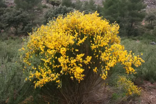 FIEST.TRAD.044-Poder-curativo-de-las-plantas-Hiniesta