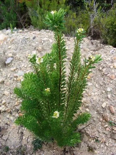 FIEST.TRAD.046-Poder-curativo-de-las-plantas-Torvisco-o-Matapollo