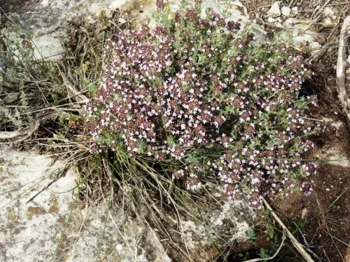 FIEST.TRAD.047-Poder-curativo-de-las-plantas-Tomillo