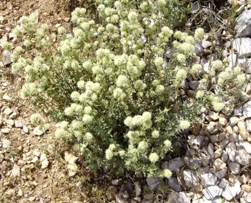 FIEST.TRAD.048-Poder-curativo-de-las-plantas-Mejorana