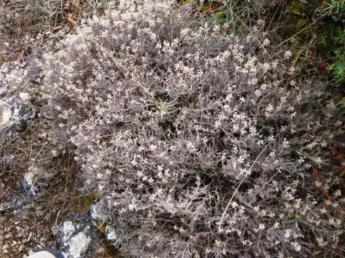 FIEST.TRAD.049-Poder-curativo-de-las-plantas-Ajedrea