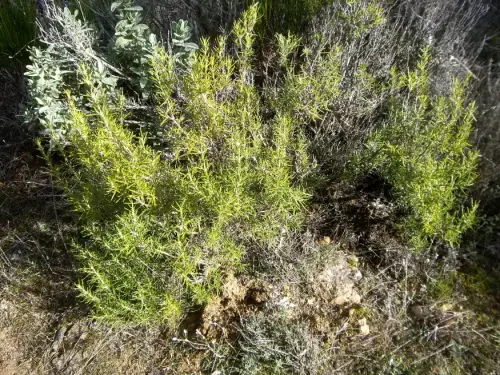 FIEST.TRAD.050-Poder-curativo-de-las-plantas-Romero