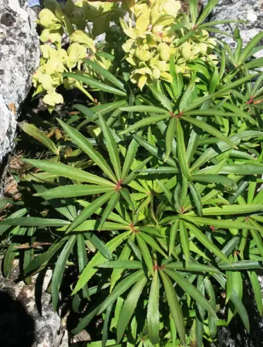 FIEST.TRAD.051-Poder-curativo-de-las-plantas-Heleboro