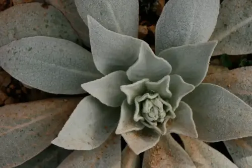 FIEST.TRAD.052-Poder-curativo-de-las-plantas-Barbas-de-macho