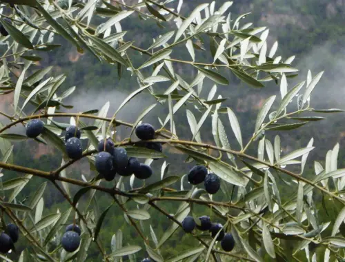 FIEST.TRAD.053-Poder-curativo-de-las-plantas-Olivo