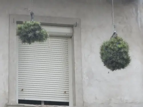 FIEST.TRAD.056-Tradiciones-populares-Hiniestas-colgadas