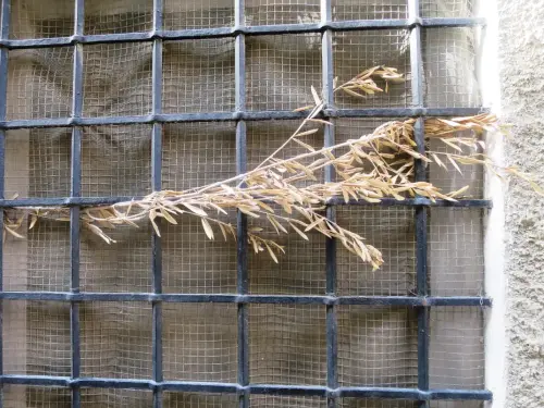 FIEST.TRAD.057-Tradiciones-populares