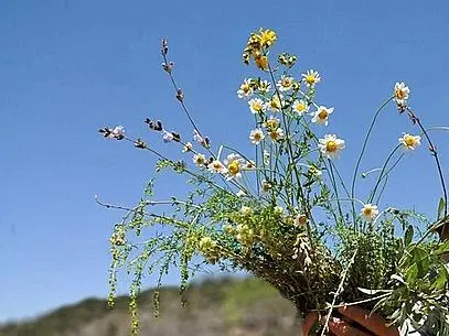 FIEST.TRAD.060-Ramo-de-SJuan