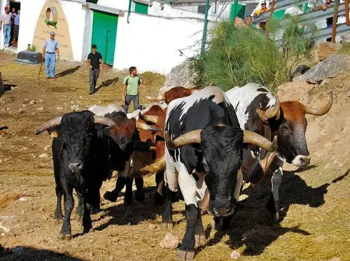 FIEST.TRAD.093-Encierros-Bogarra