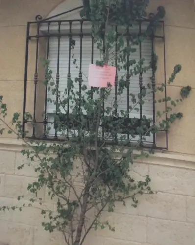 FIEST.TRAD.197-Mayos-Ramos2