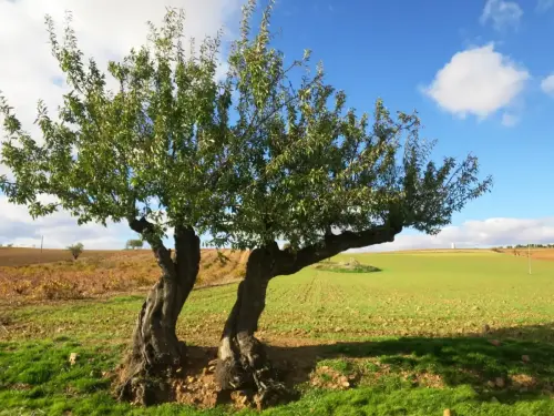 Noria-Arisgotas-Toledo2