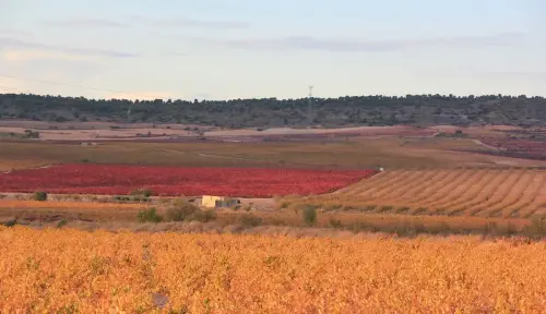 6-Campos-de-Hellin-Fuentealamo07