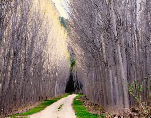 6-Campos-de-Hellin-Hellin01-Choperas