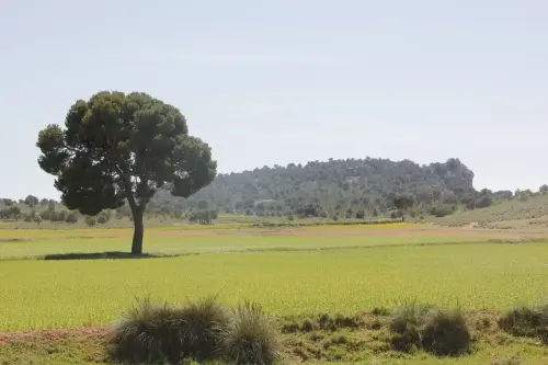 6-Campos-de-Hellin-Hellin30