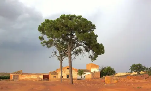 6-Campos-de-Hellin-Hellin31