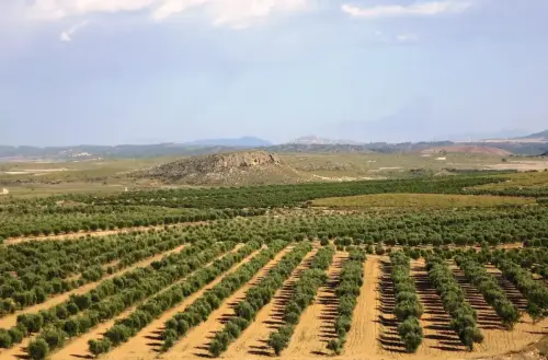 6-Campos-de-Hellin-Tobarra01-Desde-Loma-Lencina