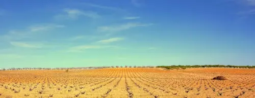 6-Campos-de-Hellin-Tobarra05