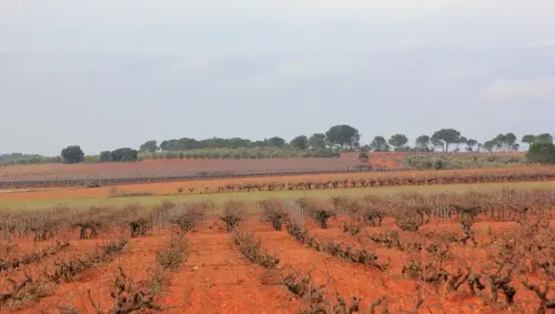 2.1-La-Manchuela-Madrigueras04