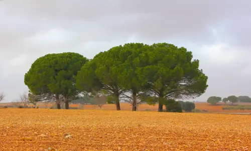 2.1-La-Manchuela-Navas-de-Jorquera01
