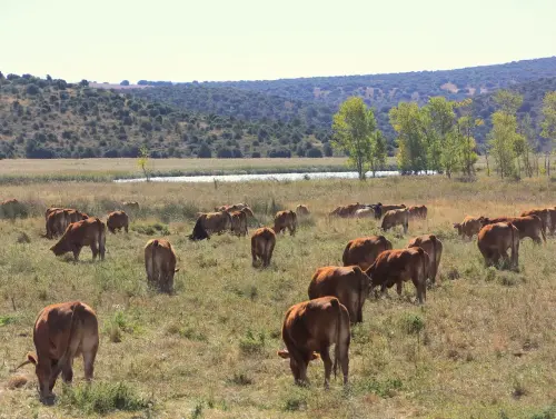 7.1-Trasierra-Robledo05-Laguna-Ojos-de-Villaverde