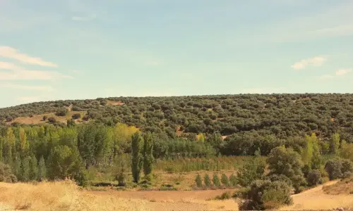 7.1-Trasierra-Robledo07-Arroyo-de-El-Cubillo