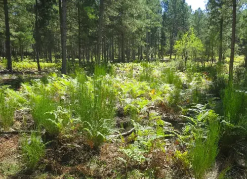 7.3-Sierra-de-Segura-Riopar19-Helechal