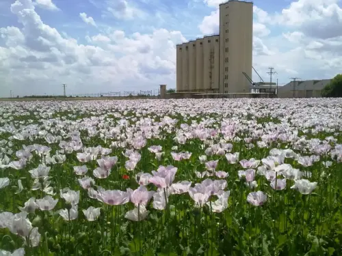 1.1-La-Mancha-Minaya01