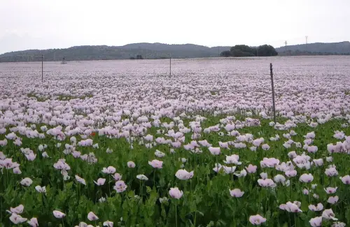 1.1-La-Mancha-Minaya02