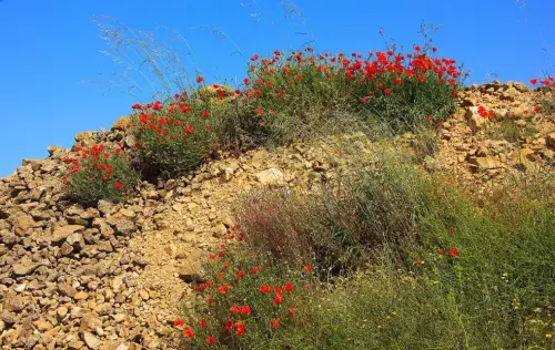 1.1-La-Mancha-Minaya04
