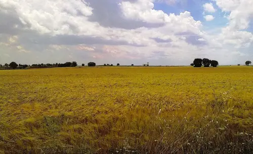 1.1-La-Mancha-Minaya05