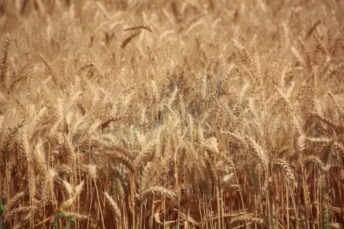 1.1-La-Mancha-Minaya06