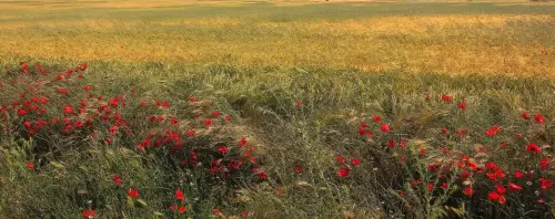 1.1-La-Mancha-Minaya07