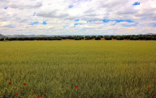 1.1-La-Mancha-Villarrobledo02