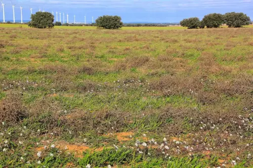 1.2-La-Mancha-Balazote03