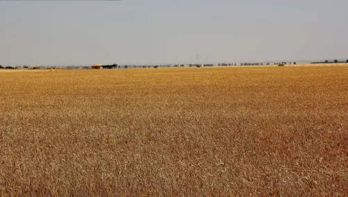 1.2-La-Mancha-Barrax02