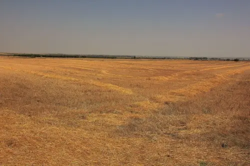 1.2-La-Mancha-La-Gineta03