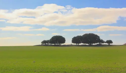 1.3-La-Mancha-La-Roda01