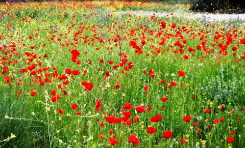 1.3-La-Mancha-Montalvos02