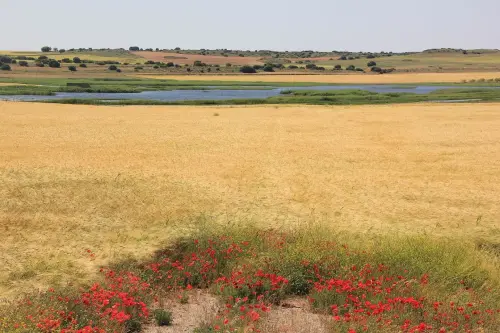 3.1-Las-Tierras-Altas-Chinchilla02-Hoya-Veilla