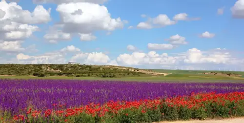 3.1-Las-Tierras-Altas-Chinchilla08-PorPozo-Amargo