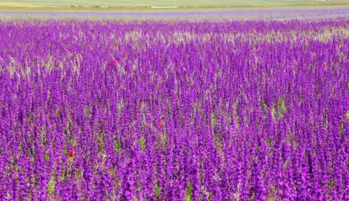 3.1-Las-Tierras-Altas-Chinchilla09-PorPozo-Amargo