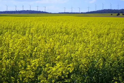 3.1-Las-Tierras-Altas-Chinchilla13-Hoya-de-Santa-Ana