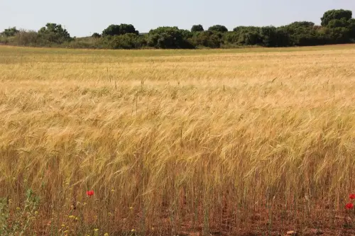 3.1-Las-Tierras-Altas-Corral-Rubio01-Hoya-Elvira