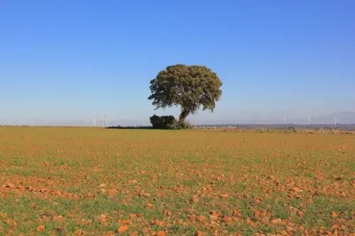 3.1-Las-Tierras-Altas-Higueruela07