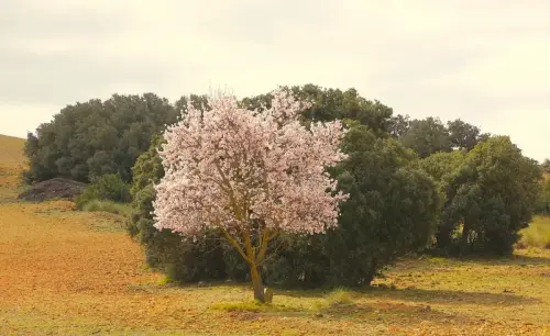 3.1-Las-Tierras-Altas-Hoya-Gonzalo07